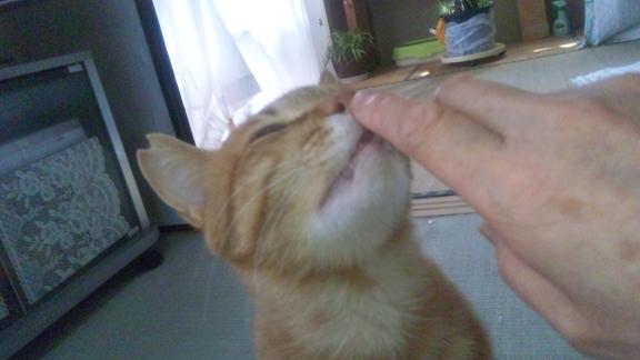 ���N���͎O���̓��I