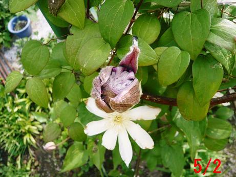 ���N���͎O���̓��I