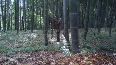 ���N���͎O���̓��I