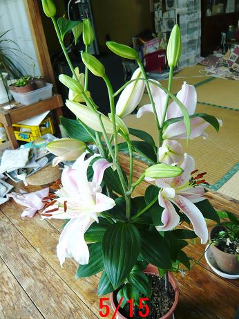 ���N���͎O���̓��I