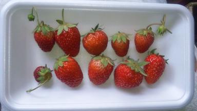 ���N���͎O���̓��I