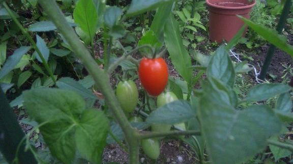 ���N���͎O���̓��I