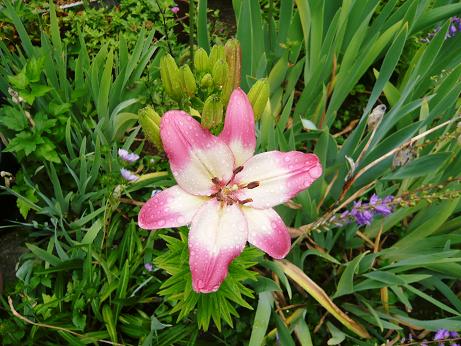 ���N���͎O���̓��I