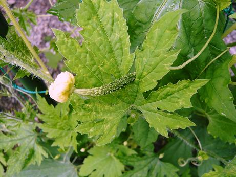 ���N���͎O���̓��I