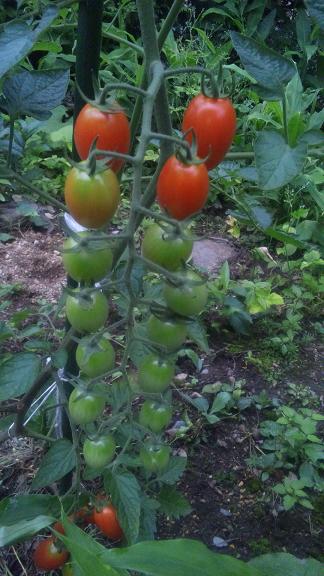 ���N���͎O���̓��I