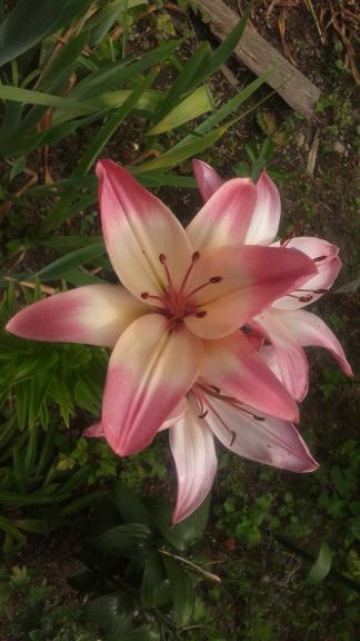 ���N���͎O���̓��I