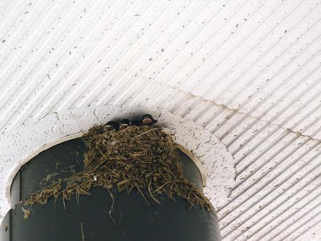 ���N���͎O���̓��I