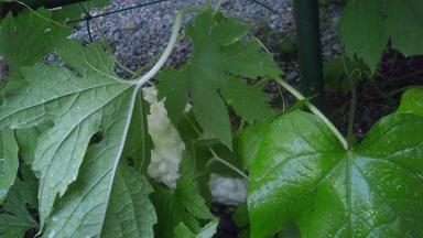 ���N���͎O���̓��I