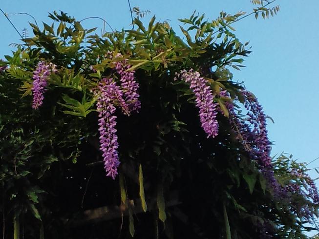 ���N���͎O���̓��I