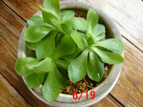 ���N���͎O���̓��I