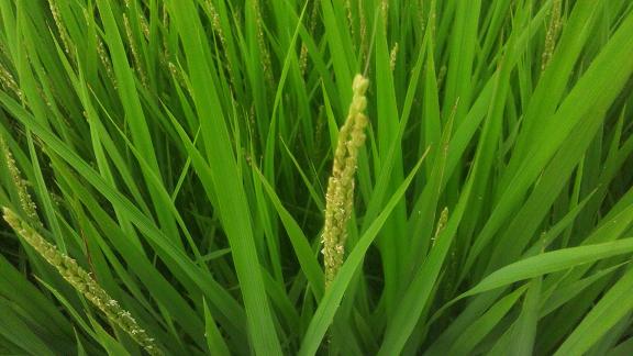 ���N���͎O���̓��I