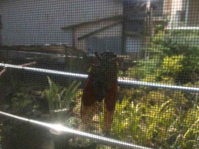 ���N���͎O���̓��I