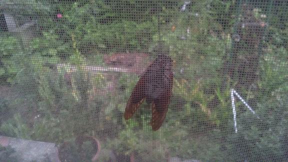 ���N���͎O���̓��I