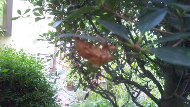 ���N���͎O���̓��I