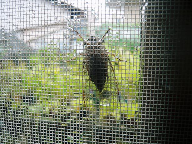 ���N���͎O���̓��I