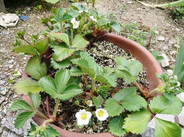 ���N���͎O���̓��I