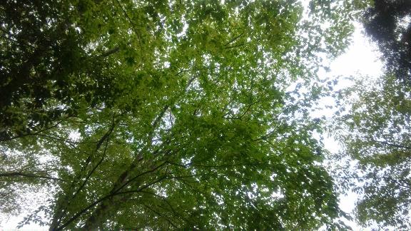 ���N���͎O���̓��I