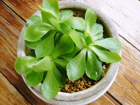 ���N���͎O���̓��I