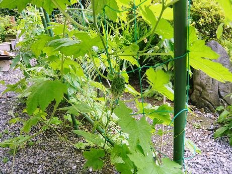 ���N���͎O���̓��I