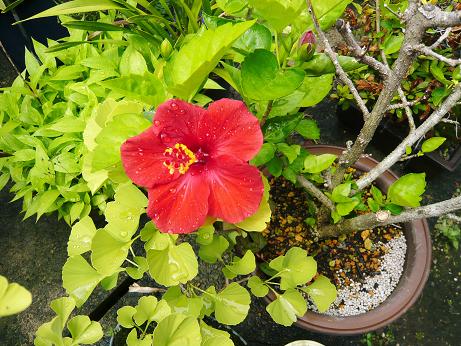 ���N���͎O���̓��I