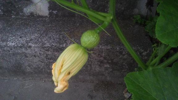 ���N���͎O���̓��I