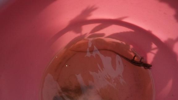 ���N���͎O���̓��I