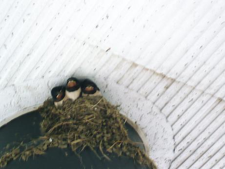 ���N���͎O���̓��I