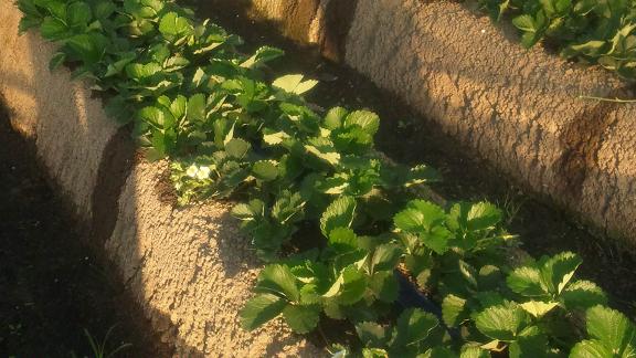 ���N���͎O���̓��I