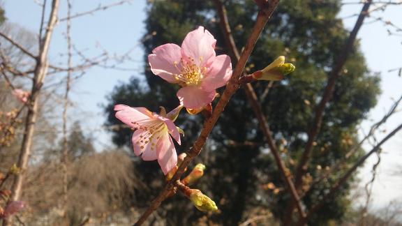 ���N���͎O���̓��I