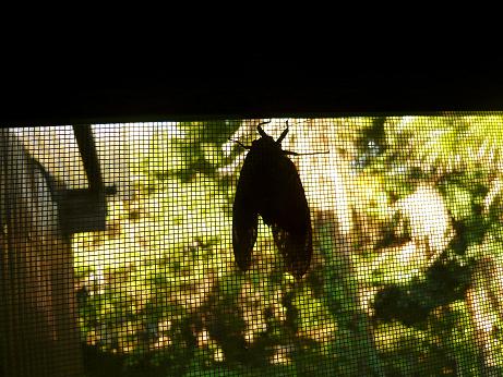 ���N���͎O���̓��I