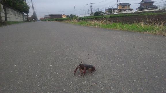 ���N���͎O���̓��I