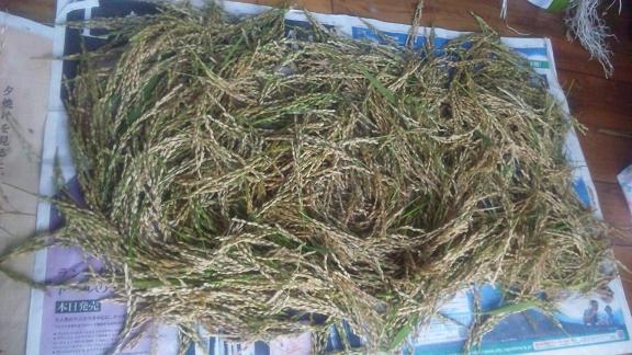 ���N���͎O���̓��I