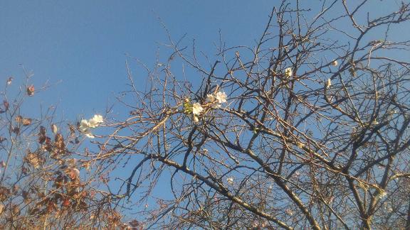 ���N���͎O���̓��I