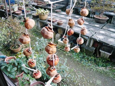 ���N���͎O���̓��I