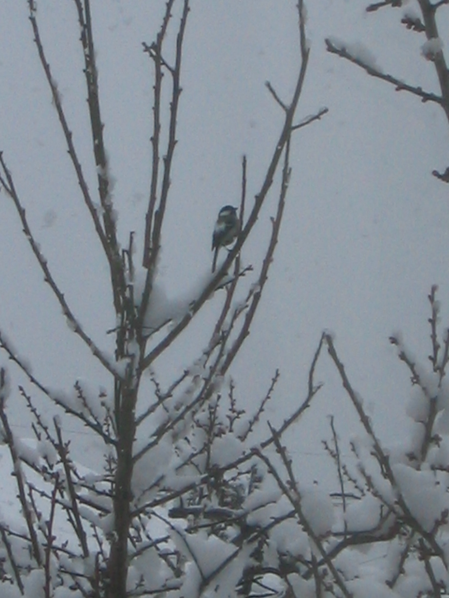 �������ƂԂ₫��