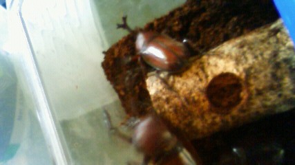 ���炯������