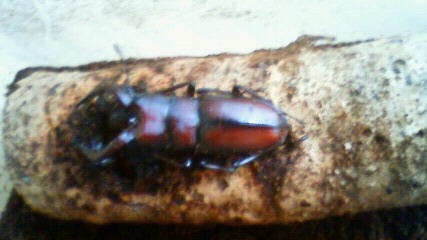 ���炯������