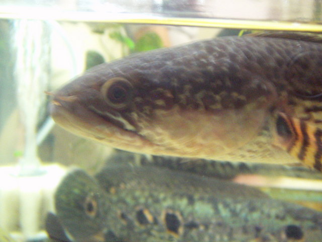 ���炯������