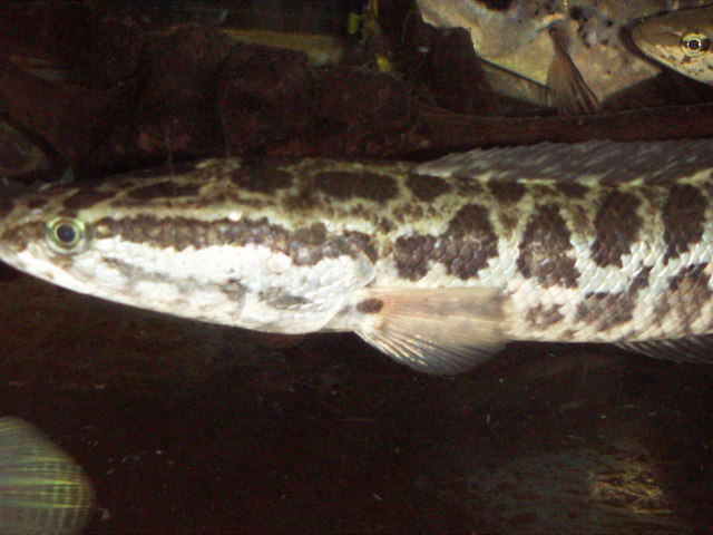 ���炯������