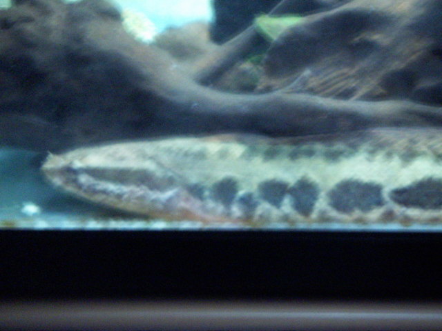 ���炯������