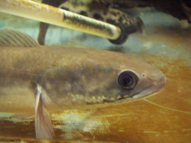 ���炯������