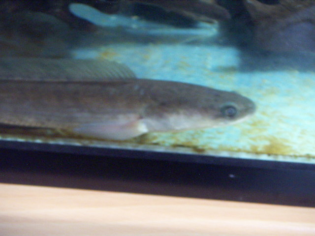 ���炯������