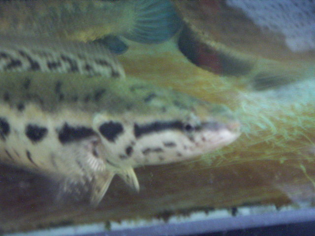 ���炯������