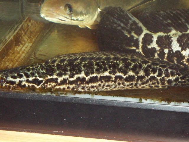 ���炯������