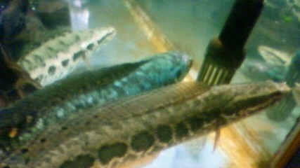 ���炯������