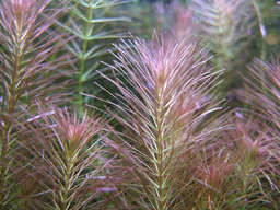 ���炯������