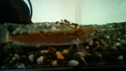 ���炯������