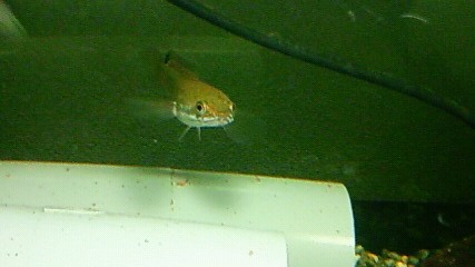 ���炯������