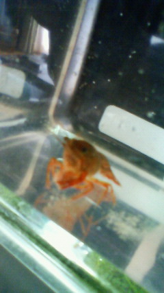 ���炯������