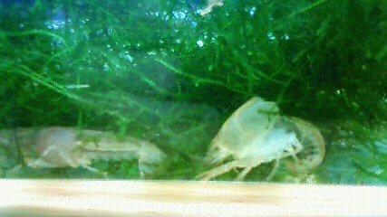 ���炯������